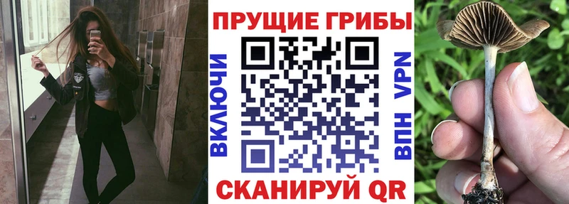 где найти   блэк спрут онион  Псилоцибиновые грибы Magic Shrooms  Нерчинск 